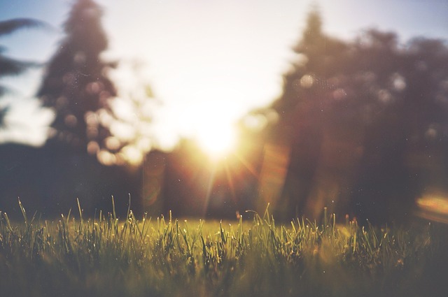 Scattering ashes in a Garden